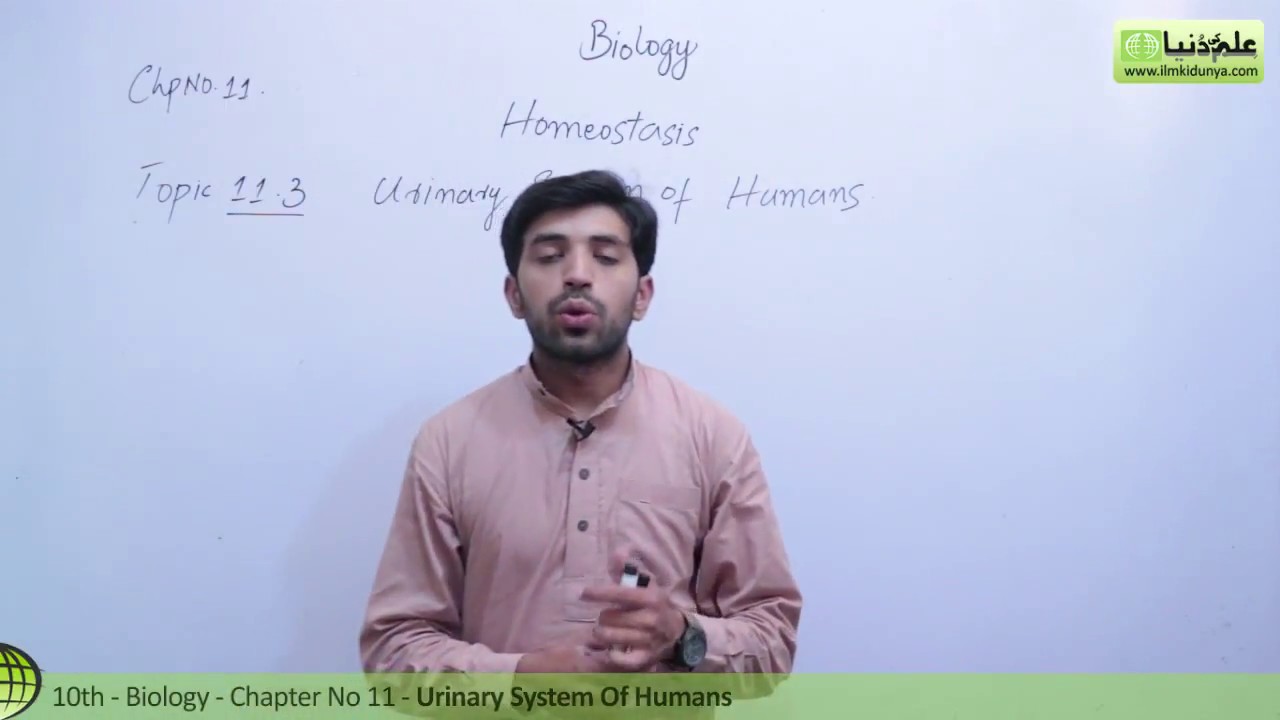 Class 10th Biology Chapter 11 - Urinary System of Humans - 10th Class Biology Chapter 2