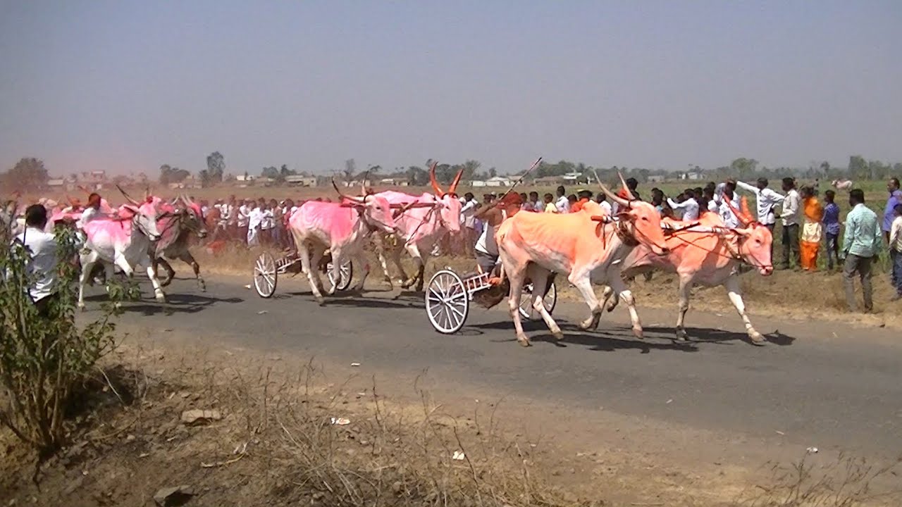 Bullock cart race Kudubandi at Nej | March 2019