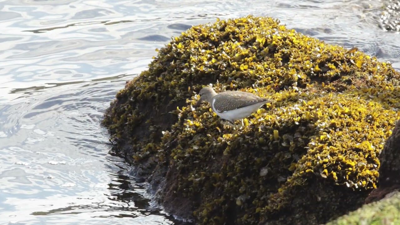 ANDARRÍOS CHICO EN LA RÍA DE AVILÉS : SANDPIPER IN AVILÉS ESTUARY  MARZO 2026