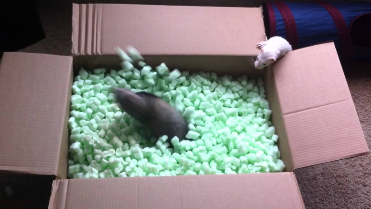 Ferrets playing in packing peanuts