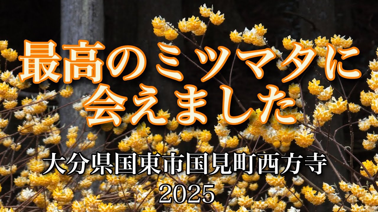 2025『最高のミツマタに会えました』大分県国東市国見町西方寺地区