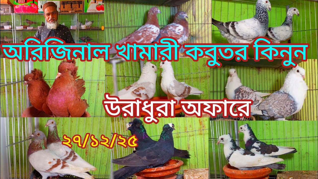 নতুন রূপে পুরানো খামারি থেকে ডিম বাচ্চা গ্যারান্টি সহকারে কবুতর কিনুন উরাধুরা অফারে 