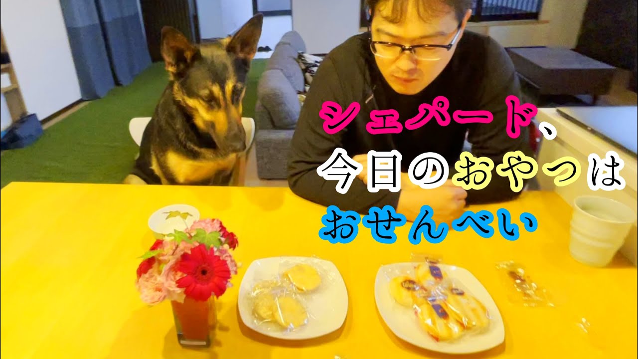 シェパード犬、おやつのせんべい食べてたらオヤジに1枚食べられる【German Shepherd】 My Dog's Surprised Her Treats Are Eaten By Her Dad