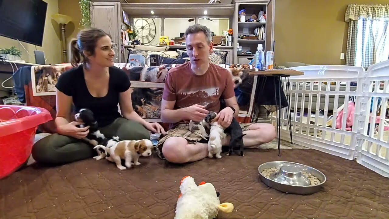 Cavalier Puppy Live Stream: Puppies Get into EVERYTHING!