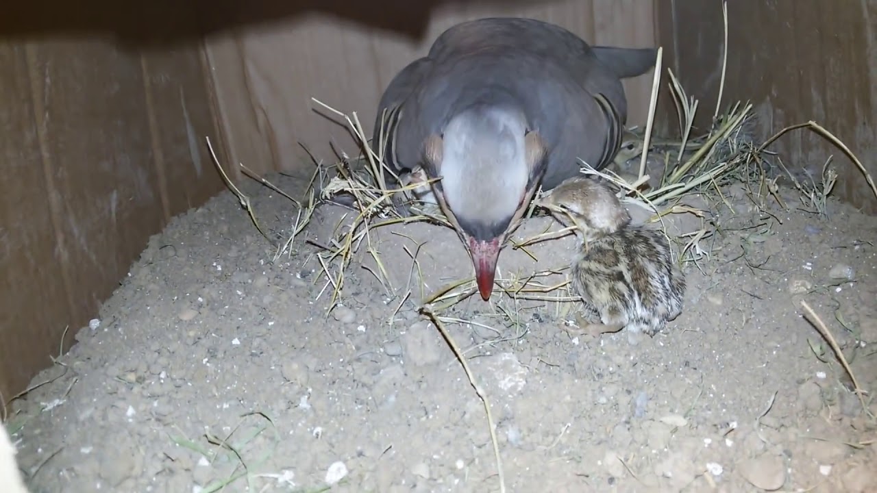 Chakor breeding Allhamduillah