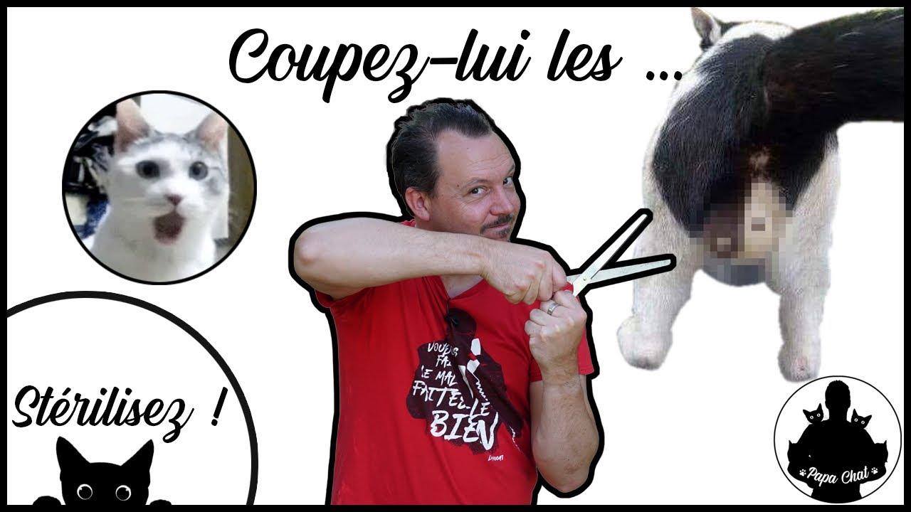 TOUT SAVOIR sur la STÉRILISATION chez le chat