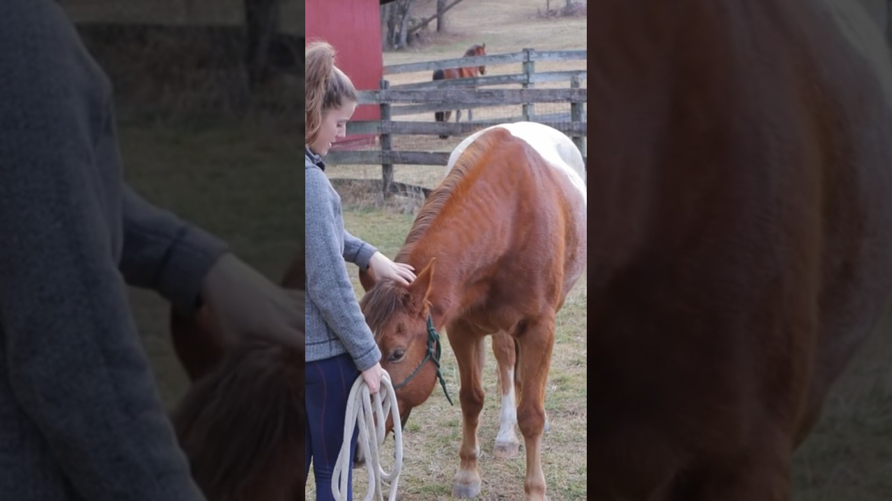 Reading Horse&rsquo;s Body Language to See If They Trust You