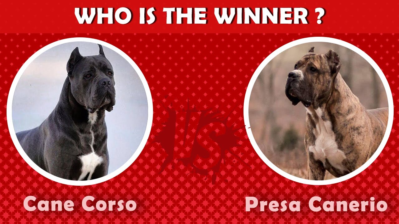 Cane Corso VS Presa Canerio | Who is the best guard dog?