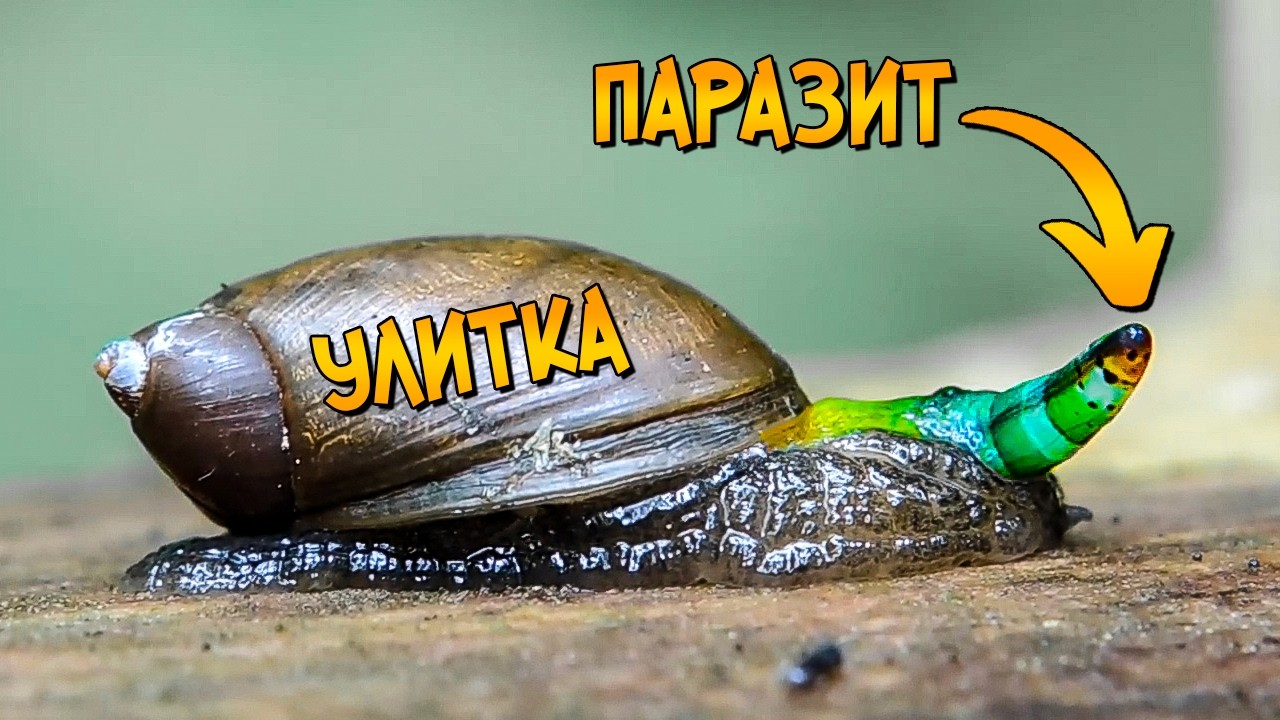 Ужасы Реального Мира: Лейкохлоридий Парадоксальный - червь-паразит, превращающий улитку в зомби