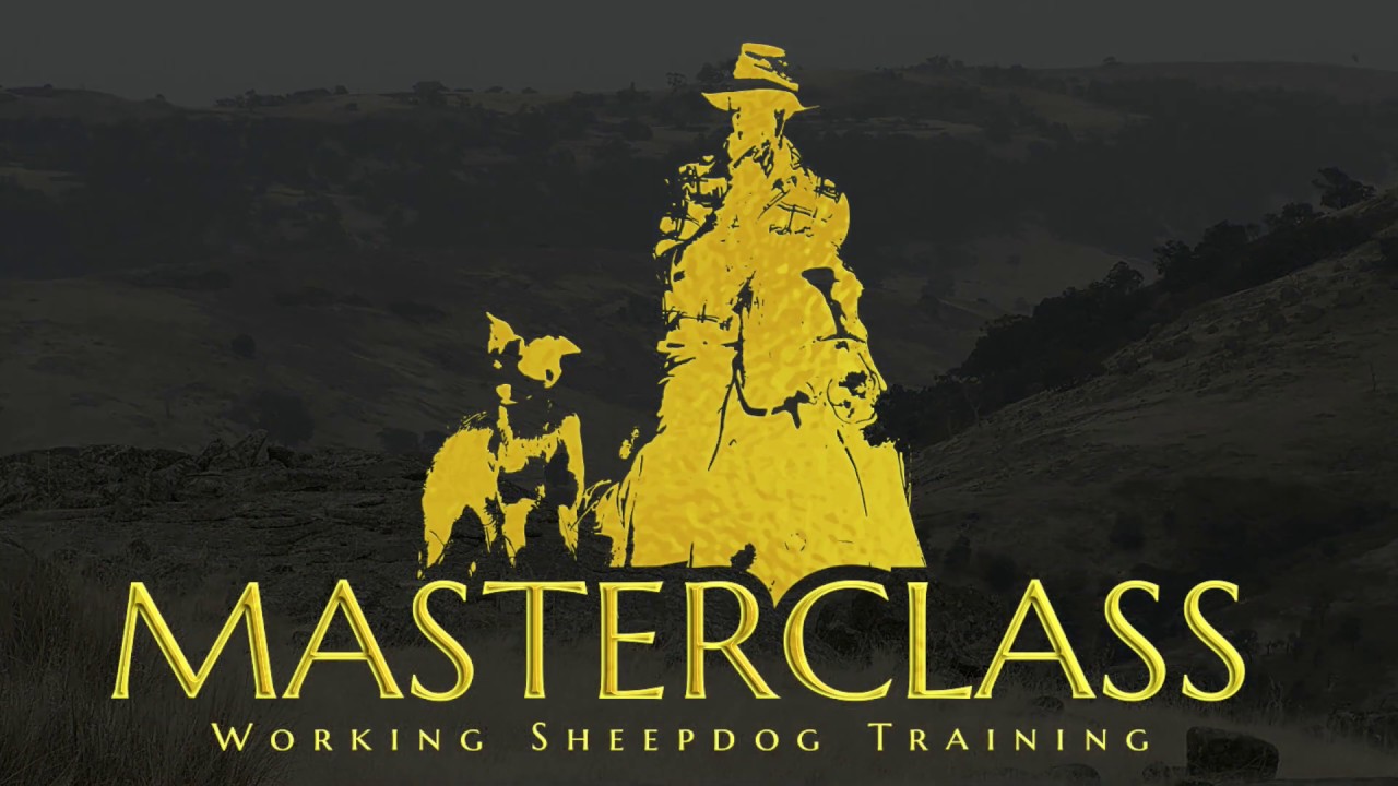 Over-commanded robots or purposeful partners - My philosophy for breeding and training sheepdogs