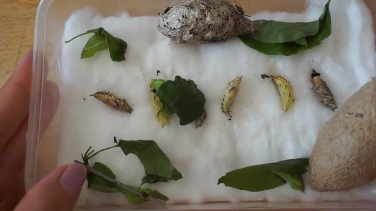 Новые Домашние Питомцы Коконы и Куколки Мотылек Атлас Лунный Мотылек Павлиний Глаз Углокрыльница