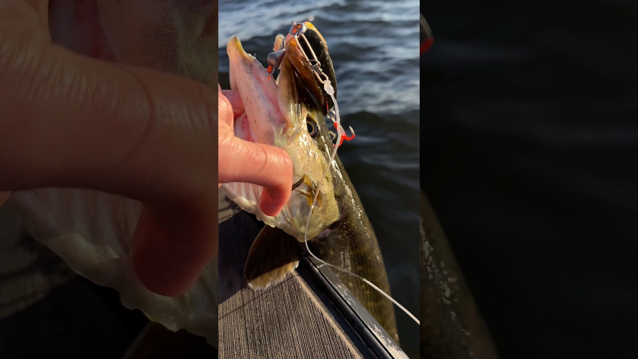 More than a handful 😅 #fishing