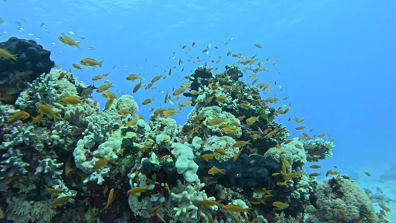 Egypte dive 2025