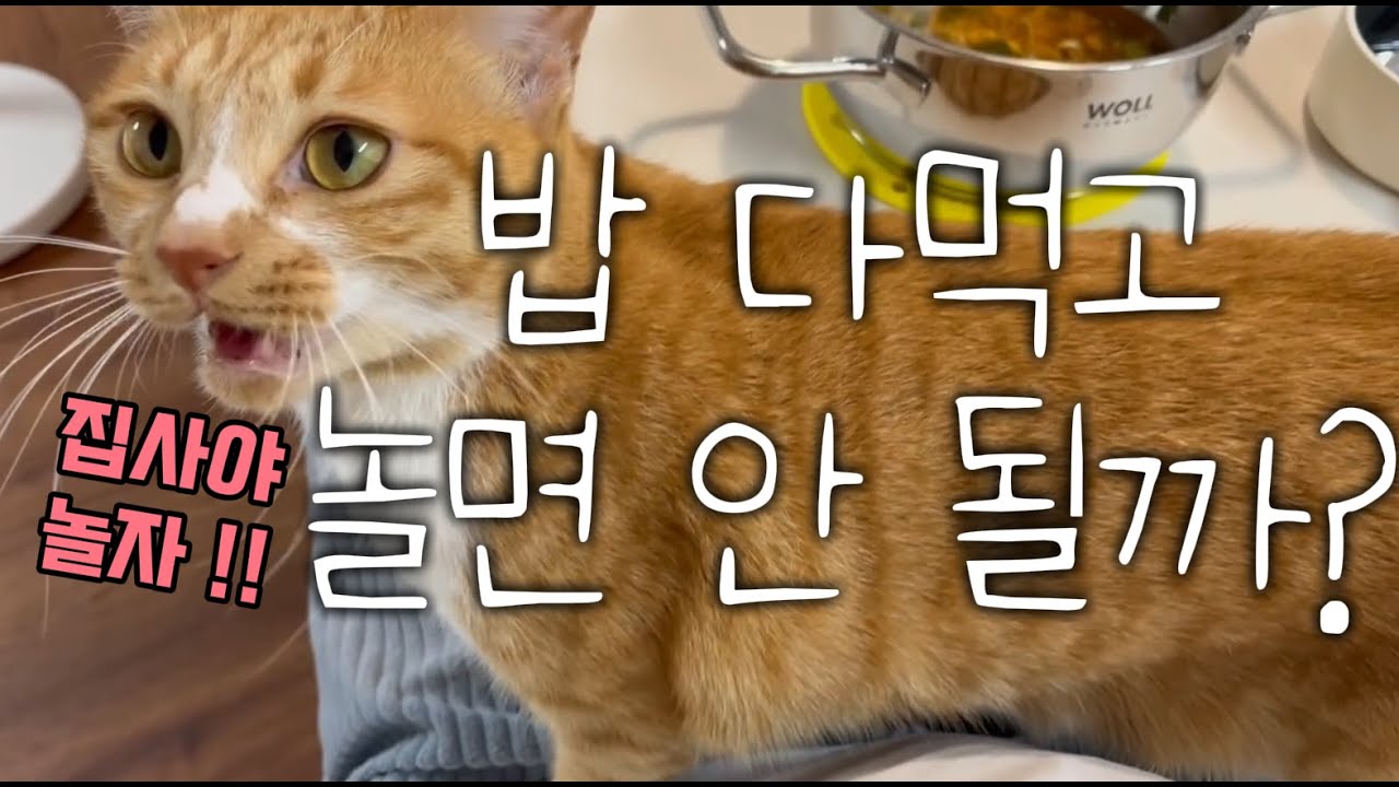 밥 다 먹고 놀아줄게..집사는 배고파