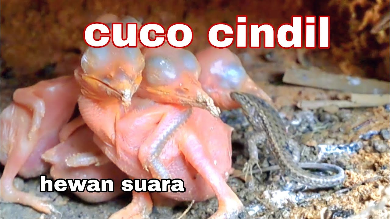 SEPERTI JELLY TUBUHNYA ELASTIS BESAR MAKANAN TETAP TERTAMPJNG 