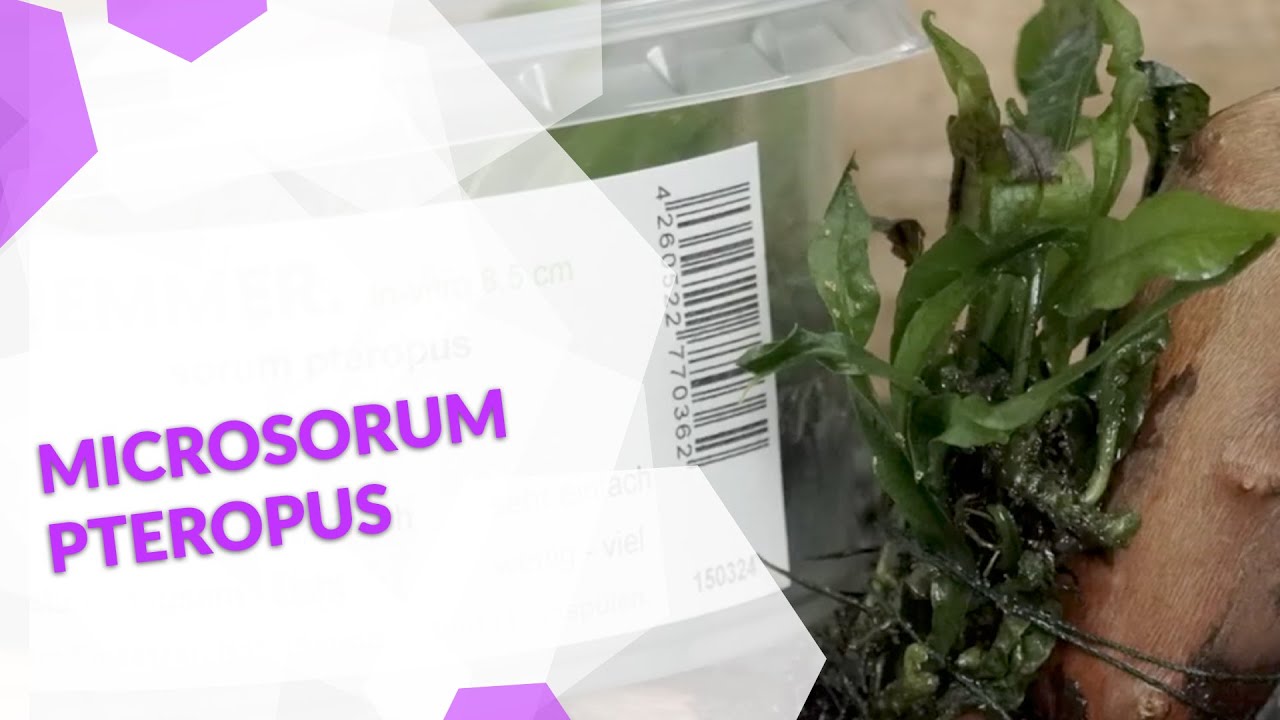 Microsorum pteropus, der klassische Javafarn, eine robuste Pflanze f&uuml;r dein Aquarium