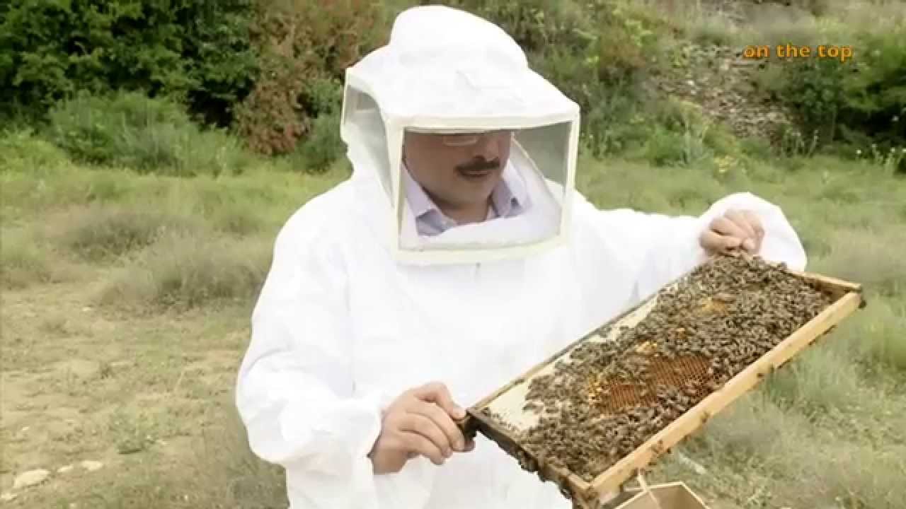 ياعسل # رحلة ابو منصور في مرتفات الباحة لتفقد انتاج الضرم للخلايا الفرانجي 2014