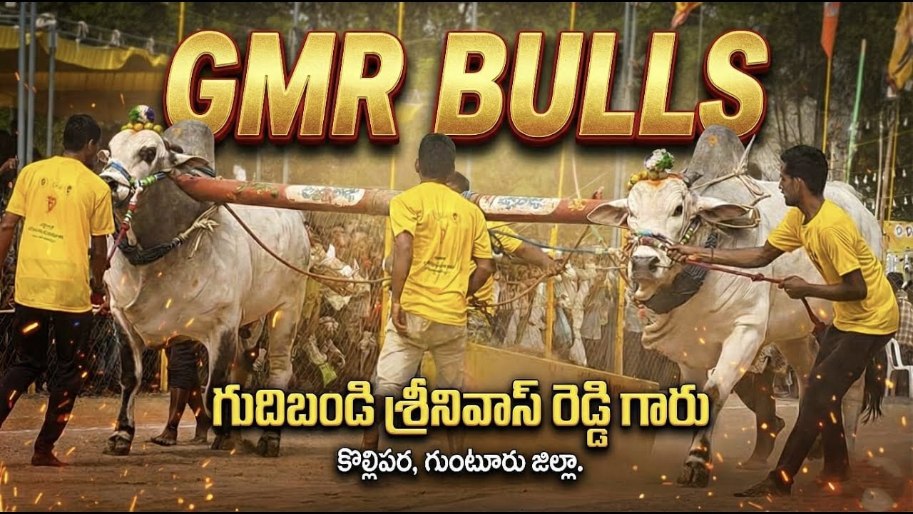 🚩4/2/2026 నాదెండ్ల న్యూ కేటగిరి 11 జత GMR BULLS గుదిబండి మాధవరెడ్డి సన్స్  సింహ చిరత గిత్తలు