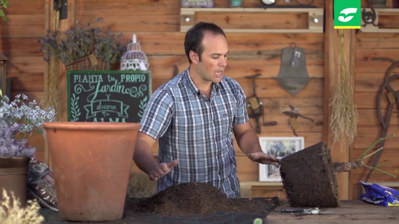 Poda de Rosales (Parte 2)