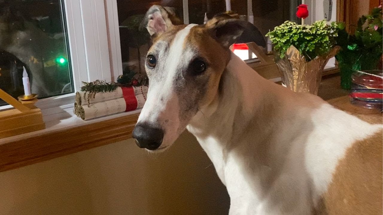 Adopted greyhound reacts to danger outside by wanting cuddles