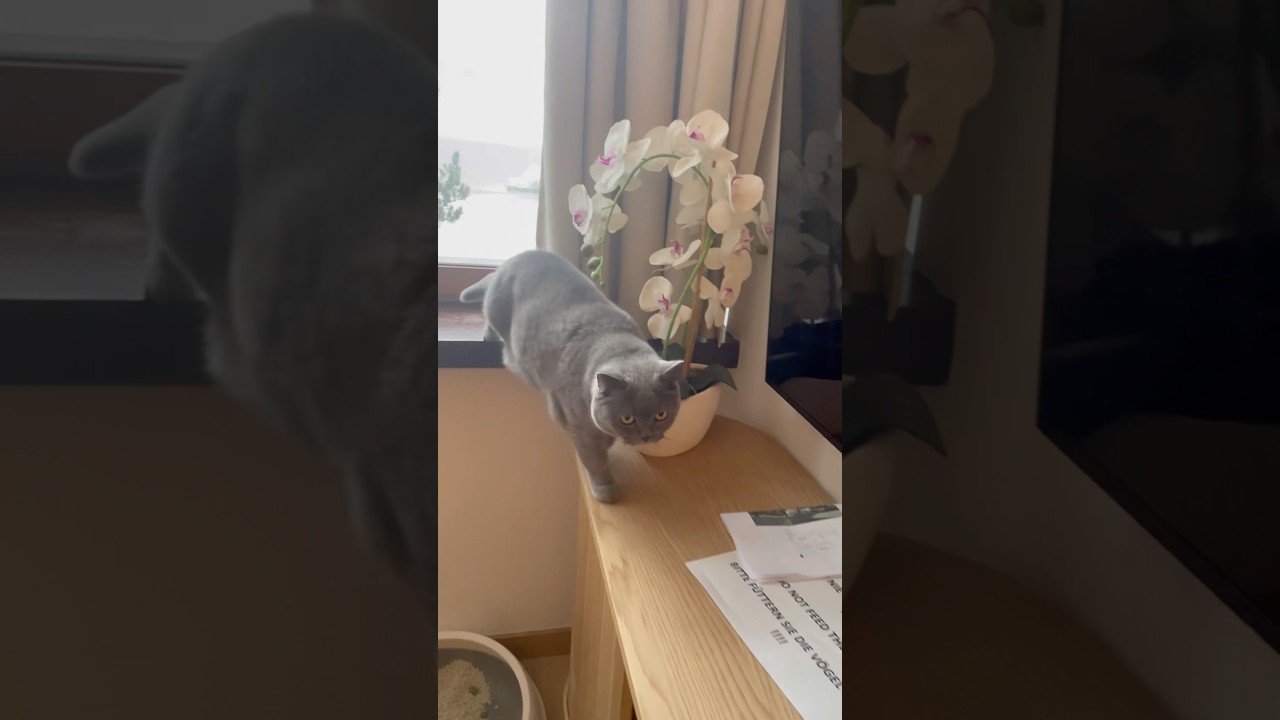 Pyzia😻Pulpecik Super Kuracjusz😺🥰#cat #cats #cutecat #britishshorthair #koty #kot