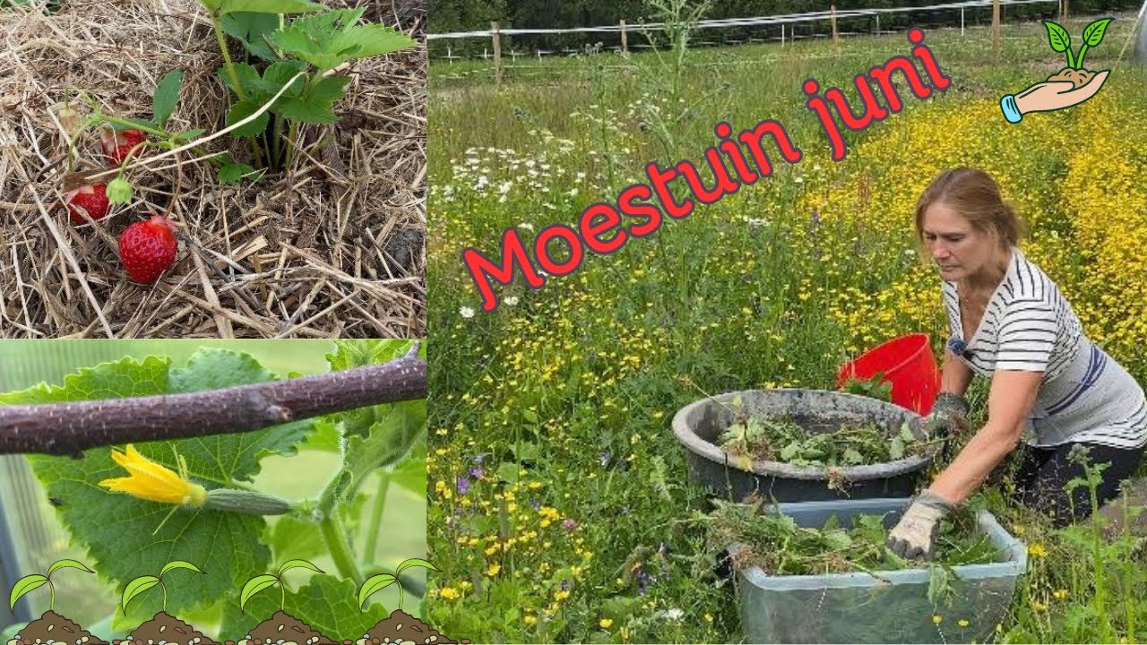 Moestuin in juni - Zweden