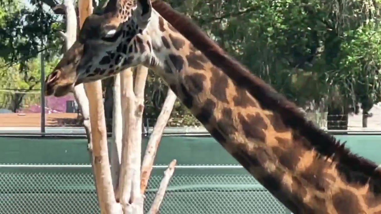 Amazing African Safari at Fresno Zoo