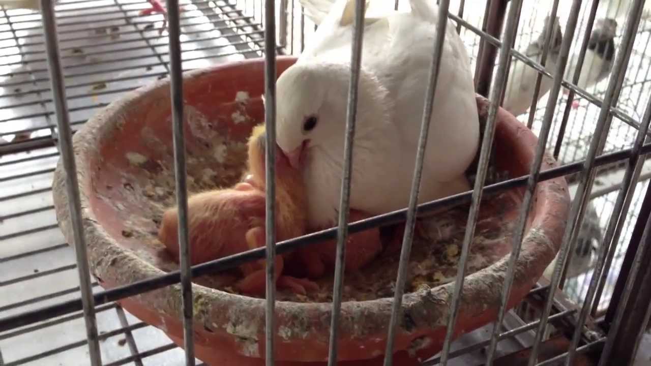 Snow Dove Pigeon Daddy Feeding His Babies