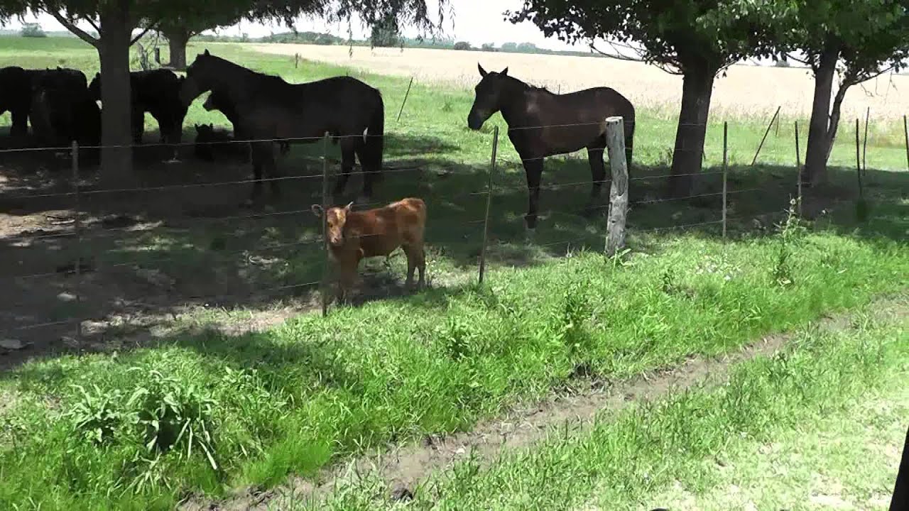 РАНЧО Эль Омбу Де Ареко / ESTANCIA El Ombu De Areco (2)