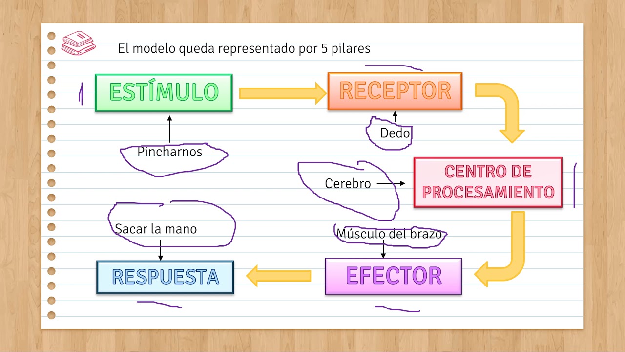 Modelo estímulo, procesamiento y respuesta