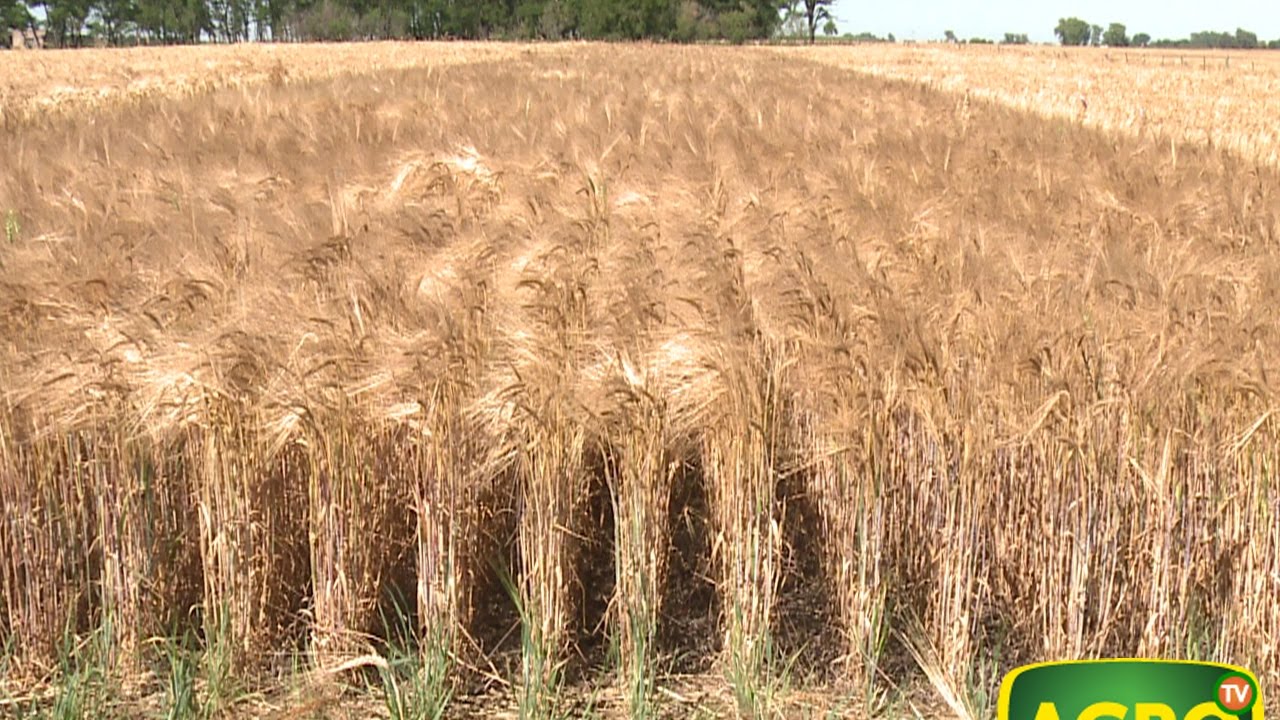 Trigo y Cebada: fertilizar tiene premio… fertilizar bien premio doble (