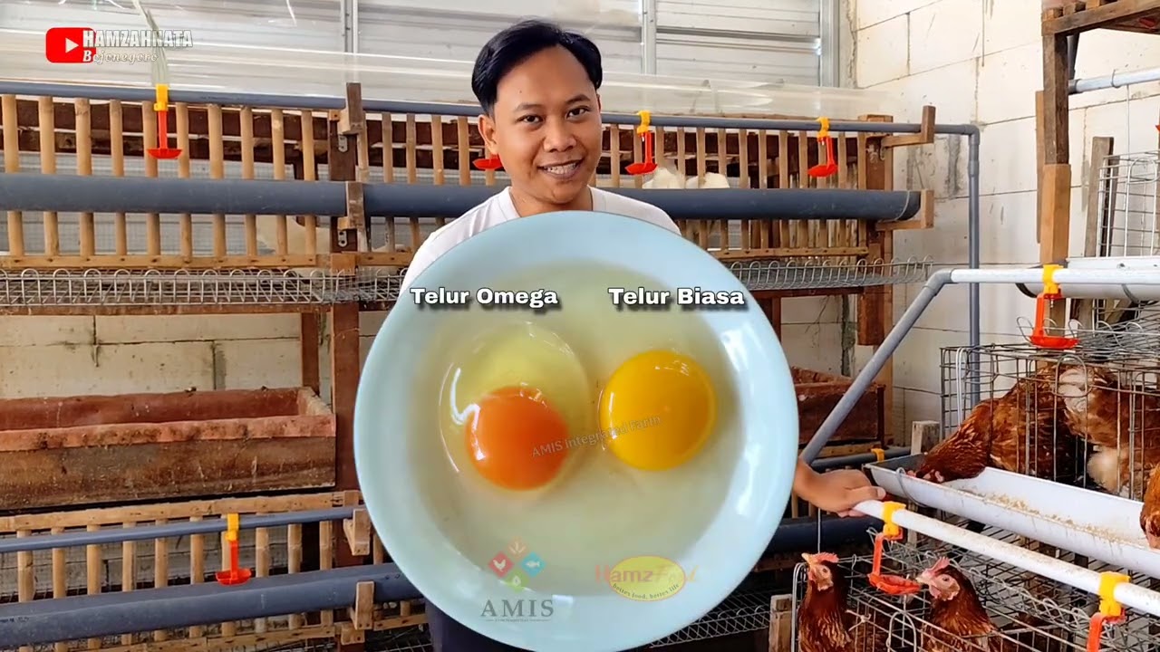 REVIEW TELUR AYAM WHITE LEGHORN DI AMIS INTEGRATED FARM