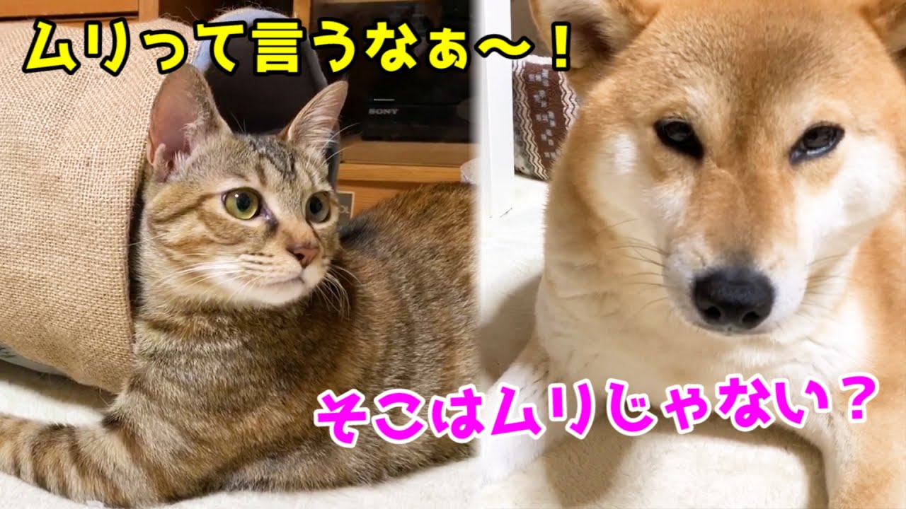 ありえない場所にありえない物を隠す猫が可愛すぎた　Cute cats hiding their favorite things