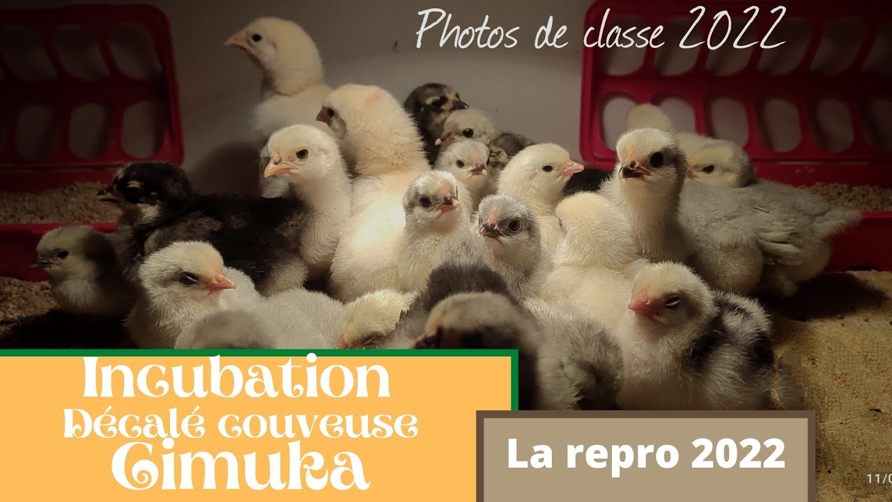 Couveuse cimuka 60 éclosion de poussin en décalé