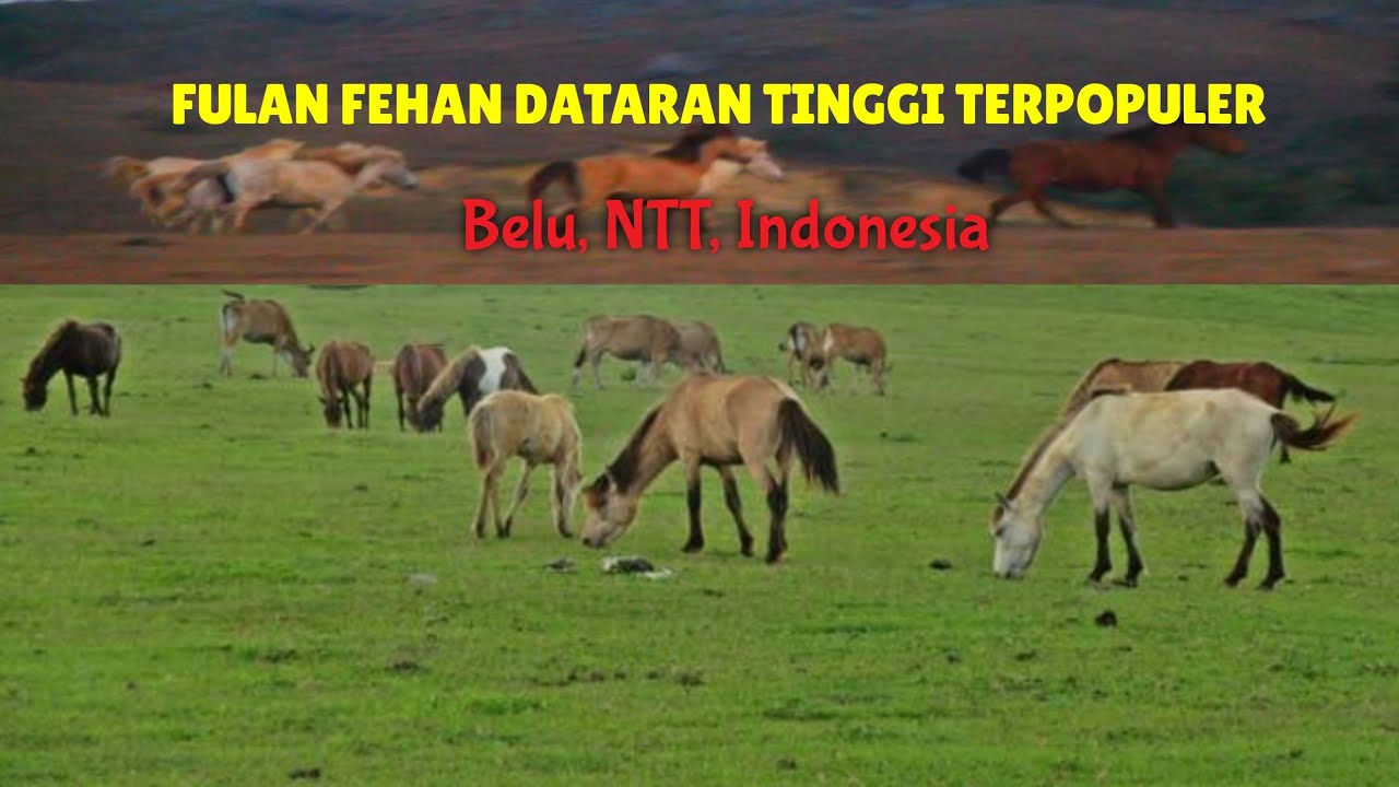 Fulan Fehan || Kuda-Kuda Liar || Dataran Tinggi Terpopuler