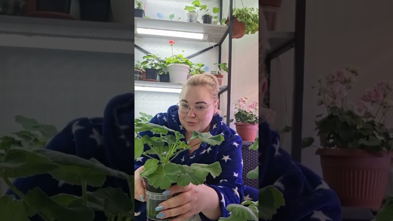 Про прищипку и обрезку пеларгоний) как вырастить красивый и пушистый кустик)