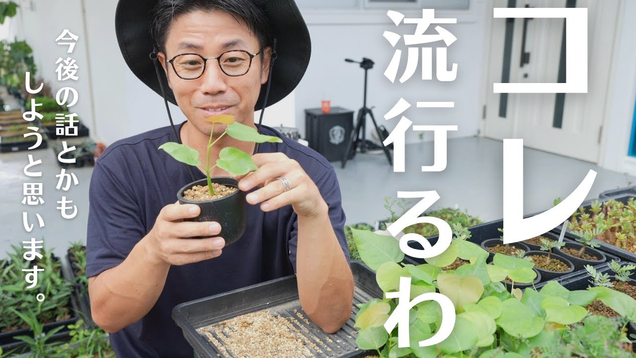 塊根実生が可愛すぎて、植え替えしながら普段しない真面目な話とか...