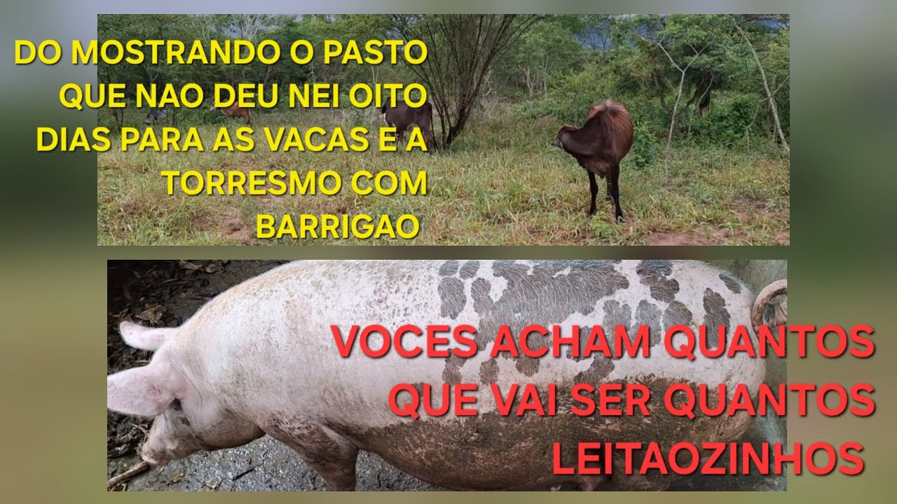 AS VACAS COMEM MUITO VEJA COMO TA O PASTO E A TORRESMO TA QUERENDO PARI OLHA O BARRIGAO DELA 