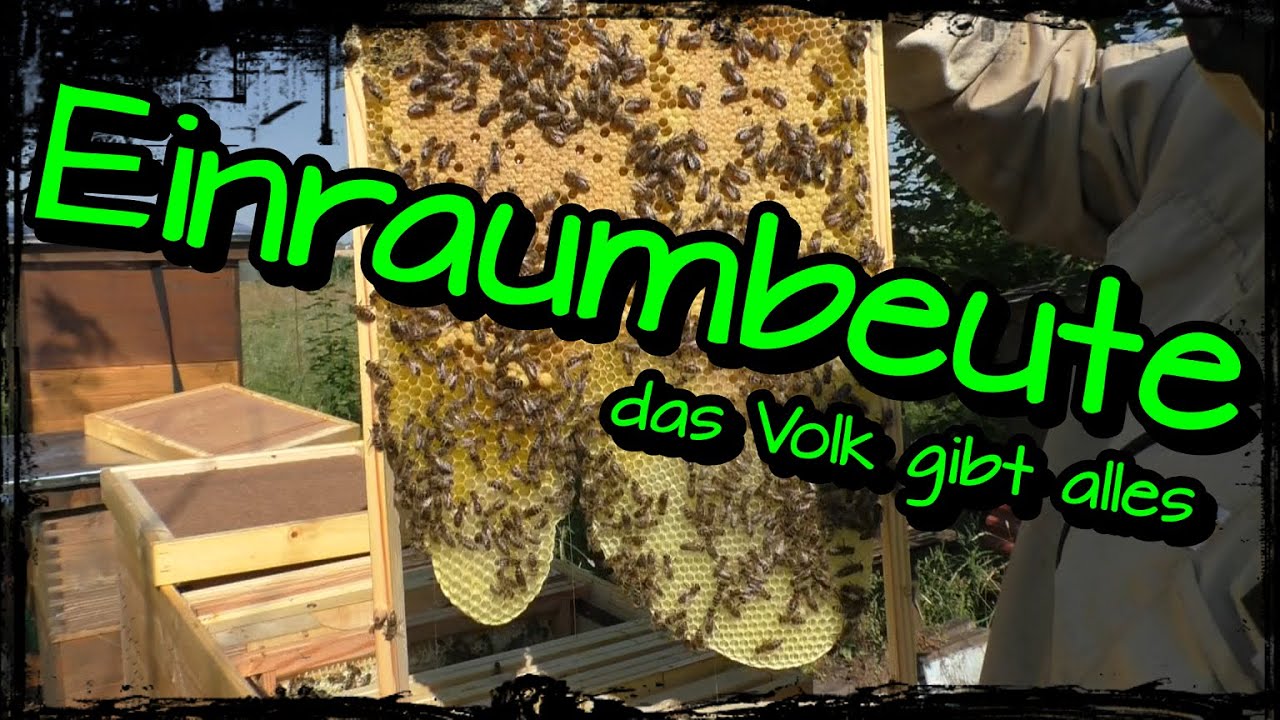 Einraumbeute f&uuml;nfte Durchsicht / das Volk gibt alles #imkernmitdereinraumbeute #einraumbeute #bienen