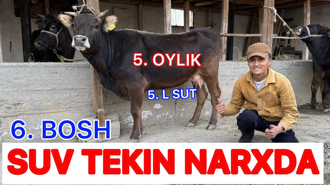 🛑BOG’OZ YOSH SIGIRLARNI NARXINI SINDIRDI ARZONCHI ALMARDON✅