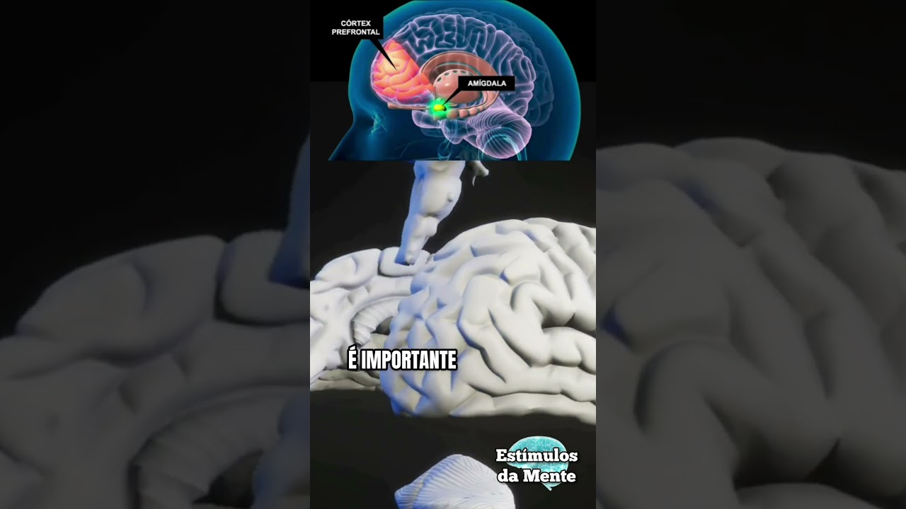 Am&iacute;gdala Cerebral | Est&iacute;mulos da Mente