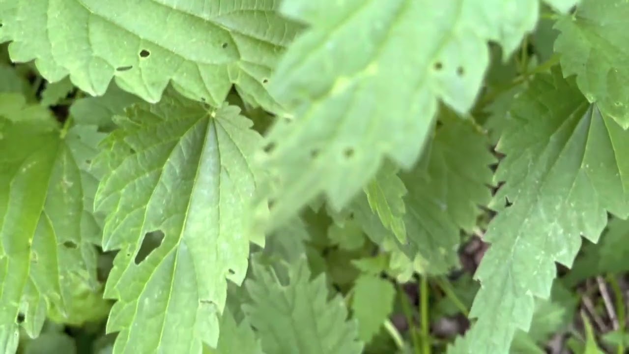 زراعه القراص من البذور - عشبة القراص فوائدها