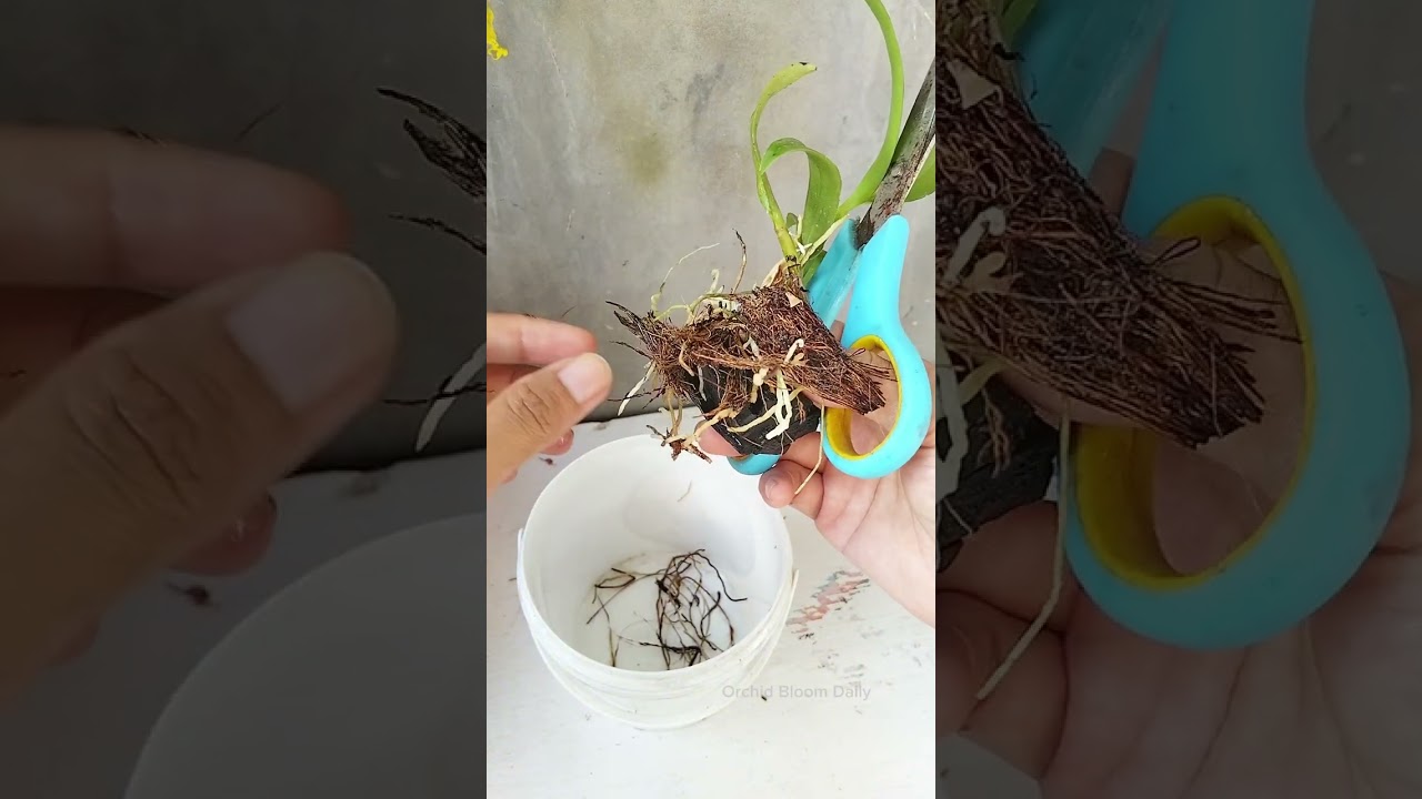 I Soaked This Orchid Keiki Before Potting It — Here’s Why