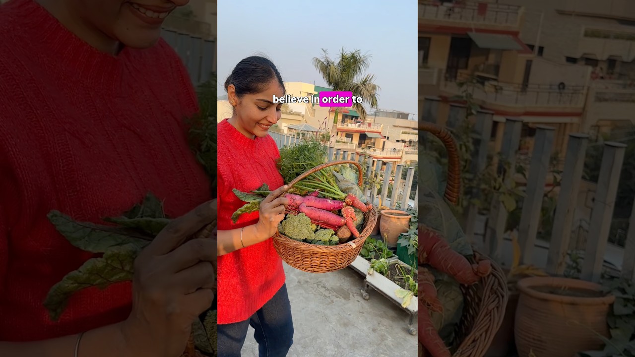 Harvesting broccoli, sweet potato, beetroot, carrot from growbags 
