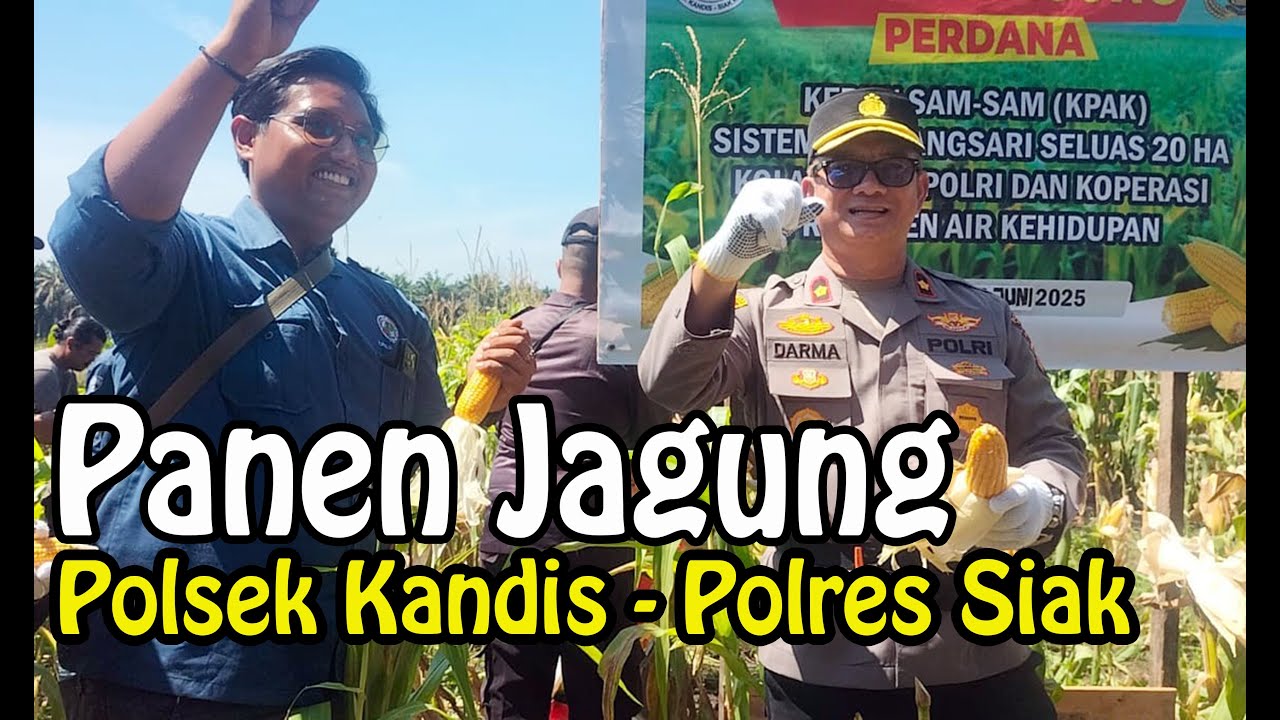 Panen Jagung Polri - Polsek Kandis (OFFICIAL VIDEO)