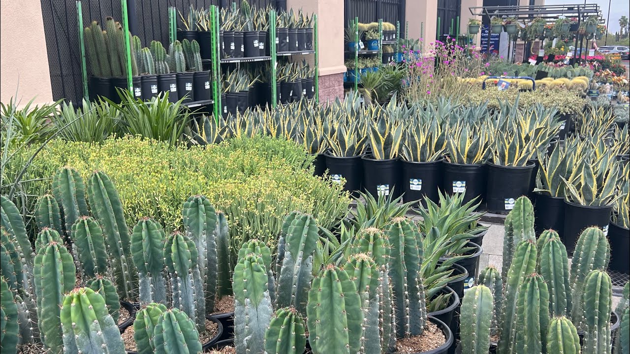 LOWE’S CACTUS AND SUCCULENT PLANT SHOPPING TOUR. LAS VEGAS GARDEN CENTER 2025 
