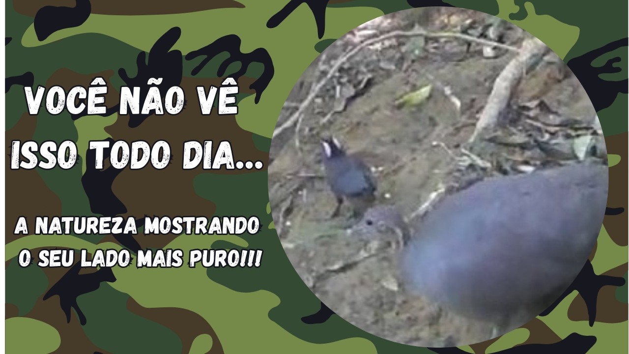 Você Não Vê Isso Todo Dia… Macuco com 2 Filhotes Novinhos