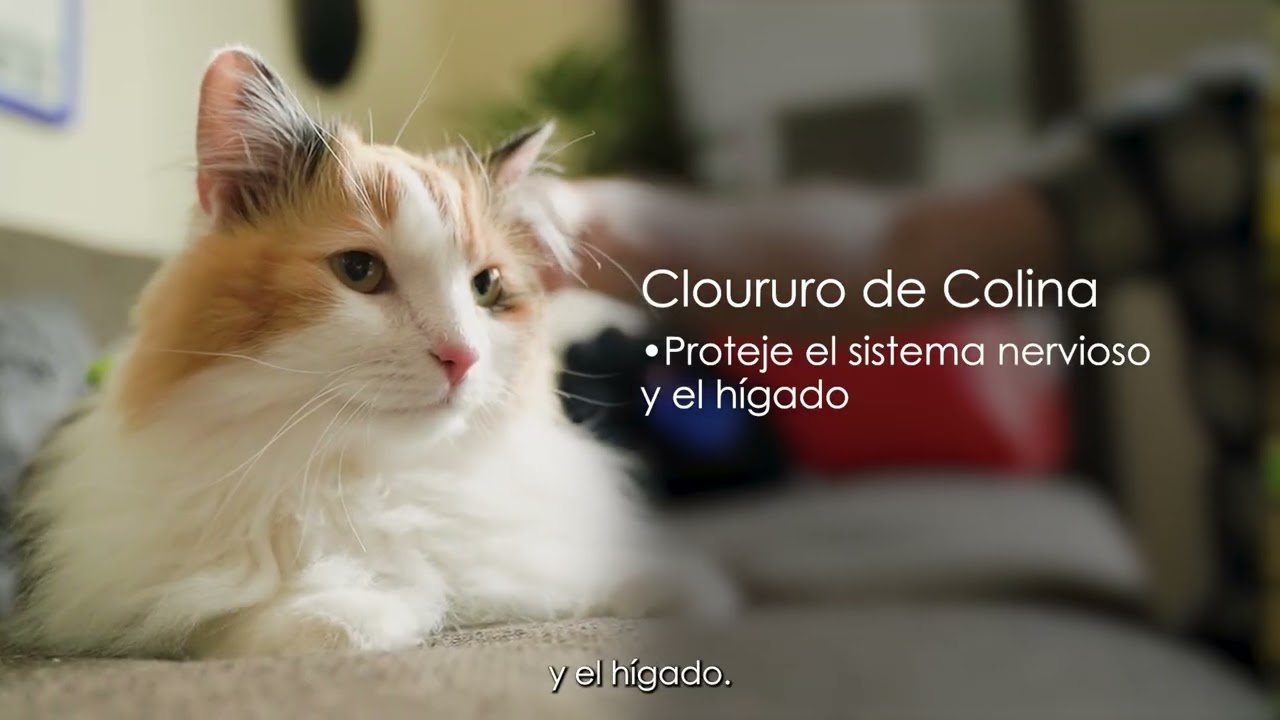 ¿Tu mascota tiene problemas de peso o glucosa? El equilibrio sí es posible