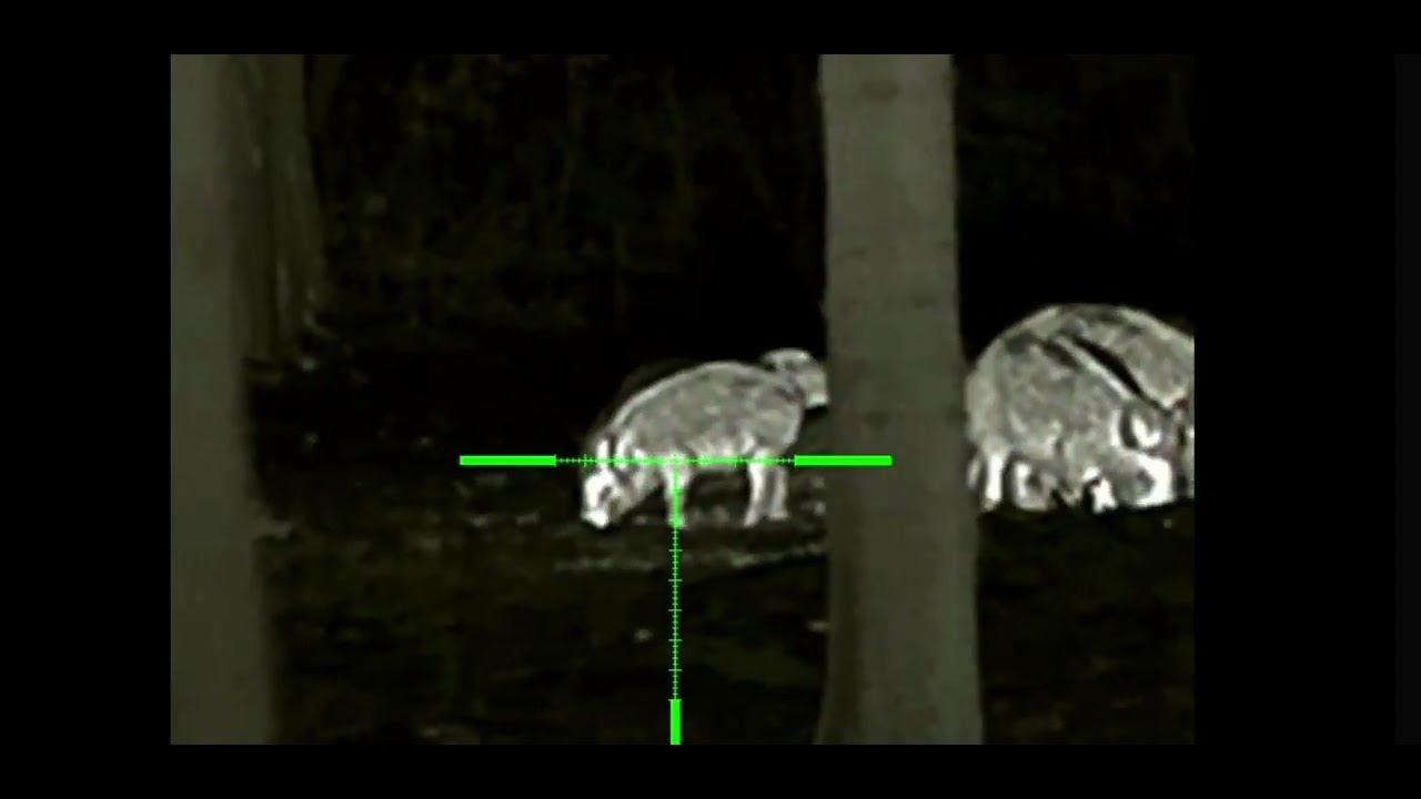 Hog hunting, Wild boar hunting, Infiray Rico RH50