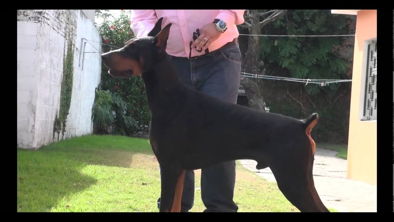 La raza de hoy: Doberman